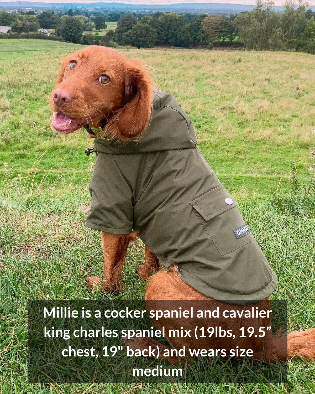 Highland Cold Weather Dog Jacket and Raincoat - Dandelion Yellow