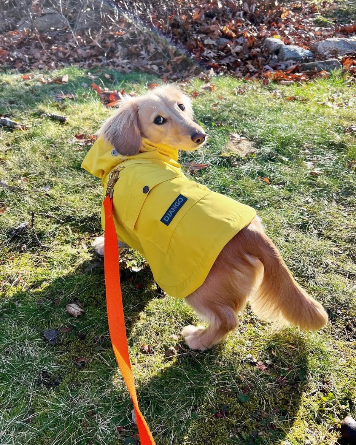 Highland Cold Weather Dog Jacket and Raincoat - Dandelion Yellow