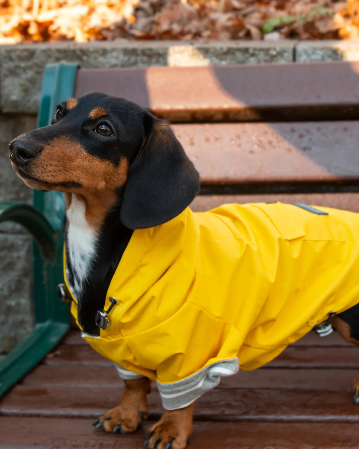 Highland Cold Weather Dog Jacket and Raincoat - Dandelion Yellow