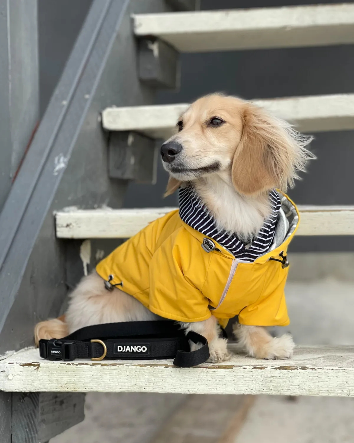 Highland Cold Weather Dog Jacket and Raincoat - Dandelion Yellow