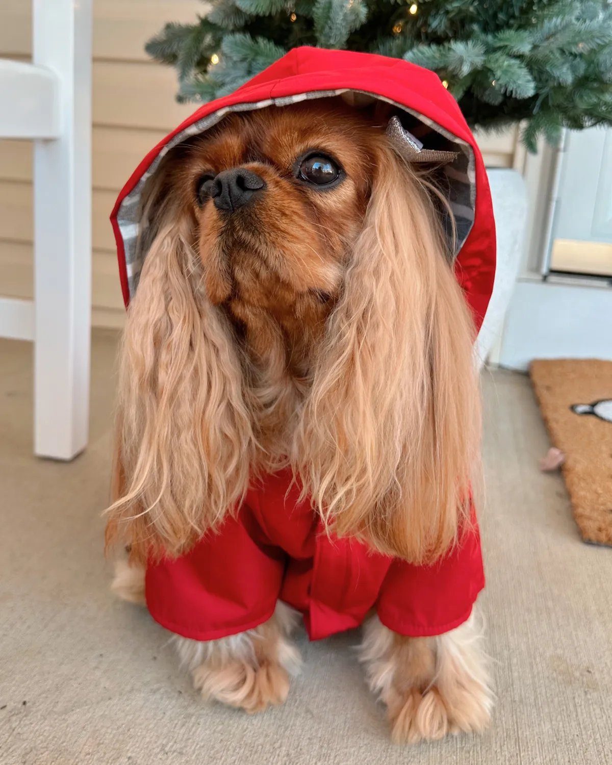 Highland Cold Weather Dog Jacket and Raincoat