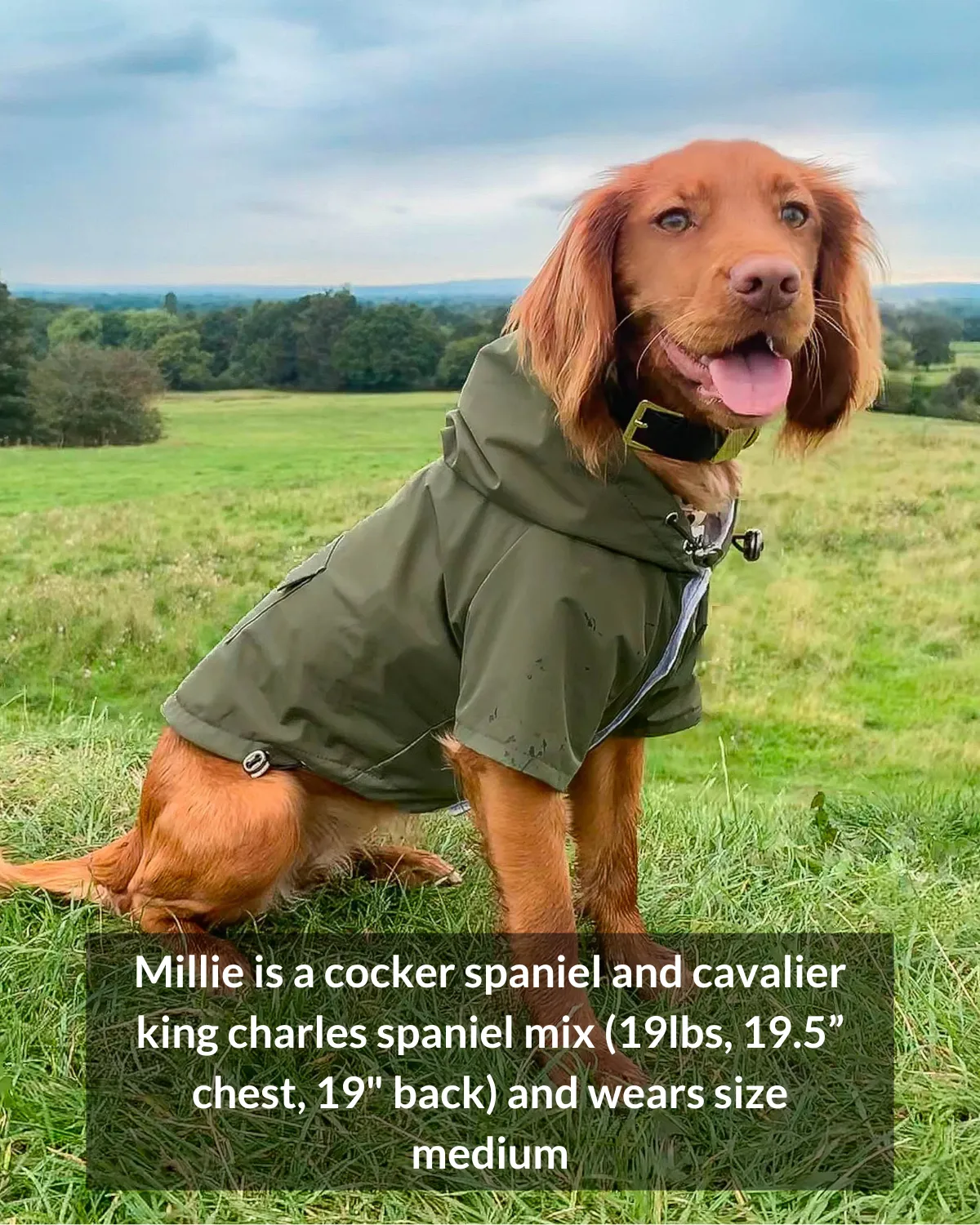 Highland Cold Weather Dog Jacket and Raincoat