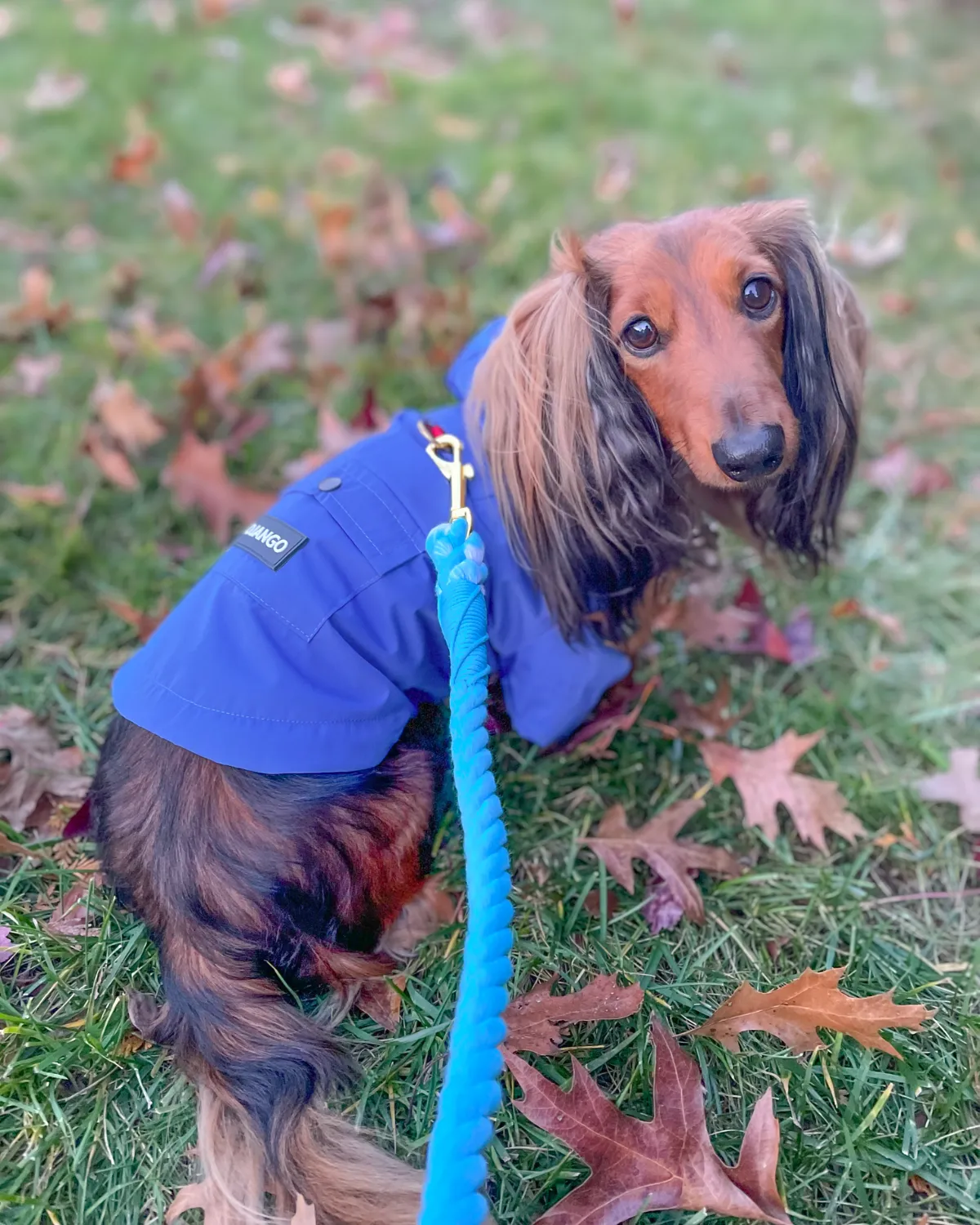 Highland Cold Weather Dog Jacket and Raincoat